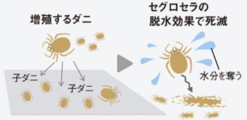 ニューアスワールド    アスワン｜カーペット