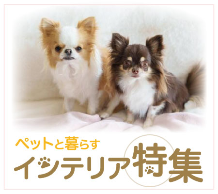 �y�b�g�C���e���A���W